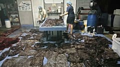 Whale dies in Thailand after swallowing more than 80 plastic bags