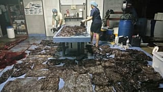 Whale dies in Thailand after swallowing more than 80 plastic bags