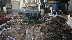 Évi 300 tengeri állatot "öl meg" a műanyag a thaiföldi vizekben