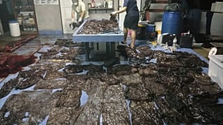 Évi 300 tengeri állatot "öl meg" a műanyag a thaiföldi vizekben
