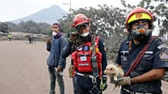 Bombeiros ajudam cachorro entre as cinzas do Vulcão de Fogo