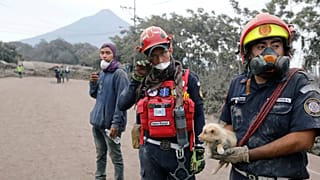 Bombeiros ajudam cachorro entre as cinzas do Vulcão de Fogo