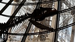 2,3 millió dollár a titokzatos dinoszauruszért