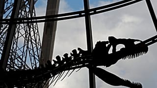 Das Dino-Skelett wurde im Eiffelturm versteigert.