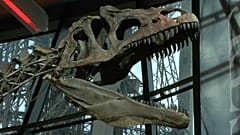 Un dinosaure "inconnu" acheté 2 millions d'euros 