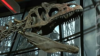 Un dinosaure "inconnu" acheté 2 millions d'euros 