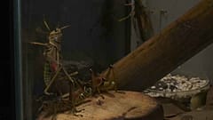 Tel Aviv inaugura il museo sulla natura 