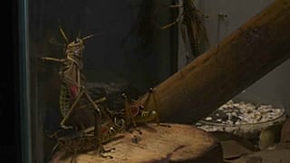 Tel Aviv inaugura il museo sulla natura