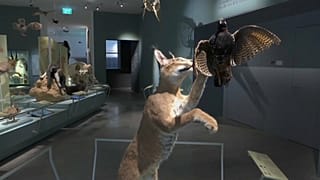 Neues Naturkundemuseum für Tel Aviv