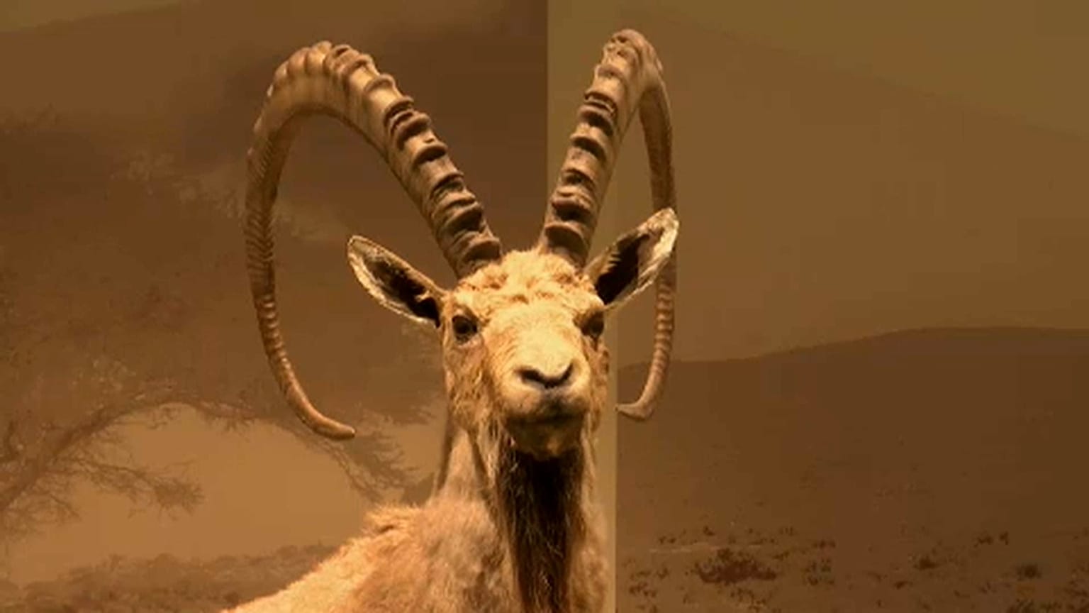 Bienvenidos al Museo Steindhardt de Historia Natural de Tel Aviv