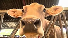 Noch keine Einigung bei EU-Agrarreform