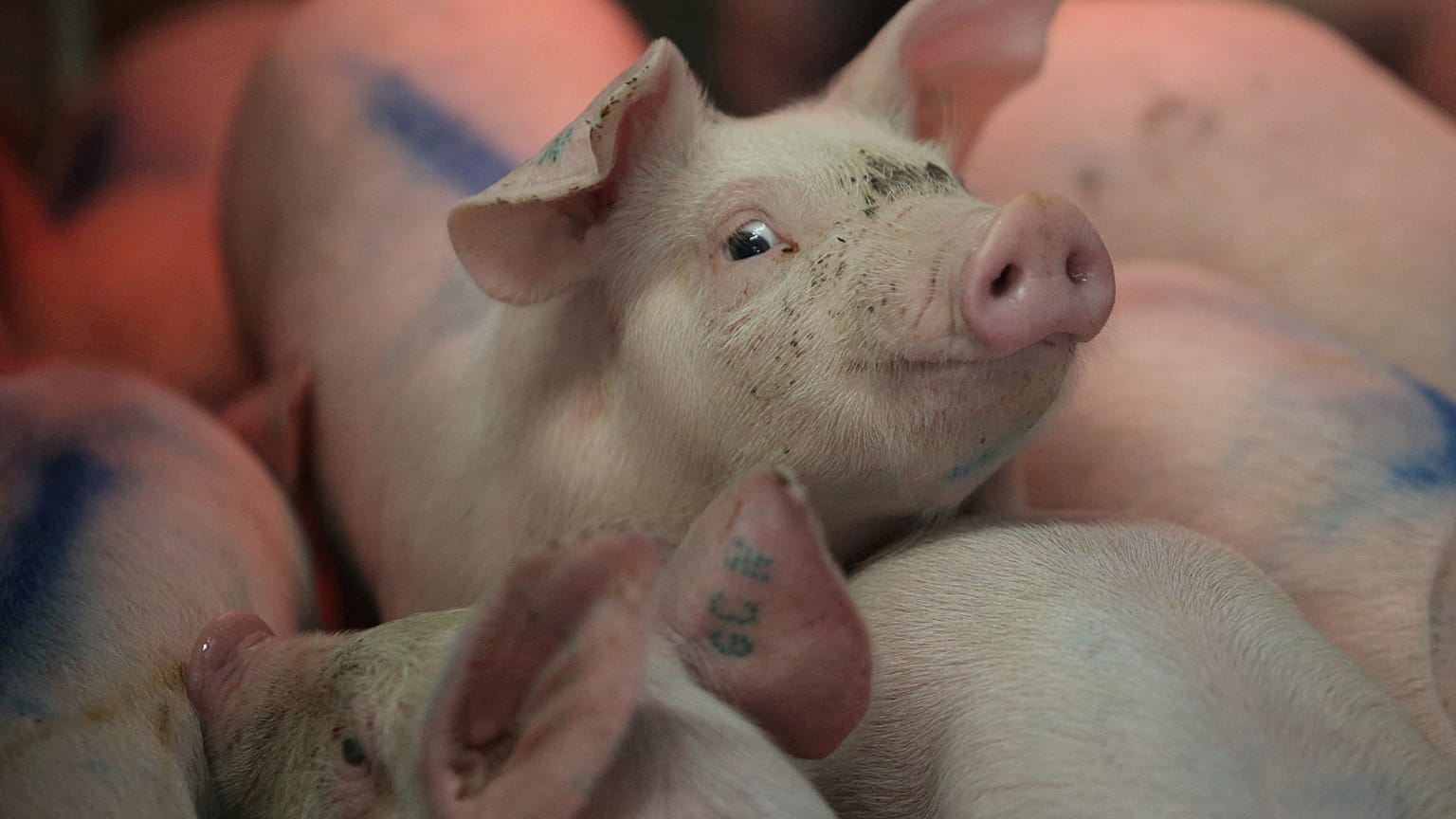 Agricultura: "Se está pidiendo demasiado a una serie de países"