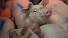 Agricultura: "Se está pidiendo demasiado a una serie de países"