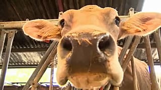 PAC: Ministros da agricultura europeus cautelosos com cortes