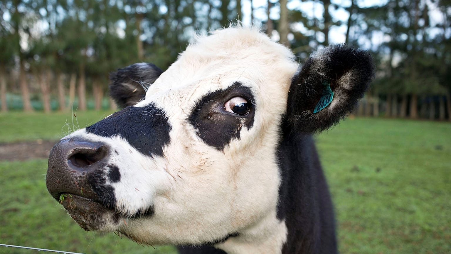 EU Agriculture proposals a 'greenwash'