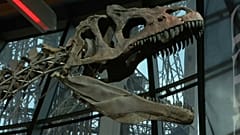 La venta de un dinosaurio desata las críticas de los paleontólogos