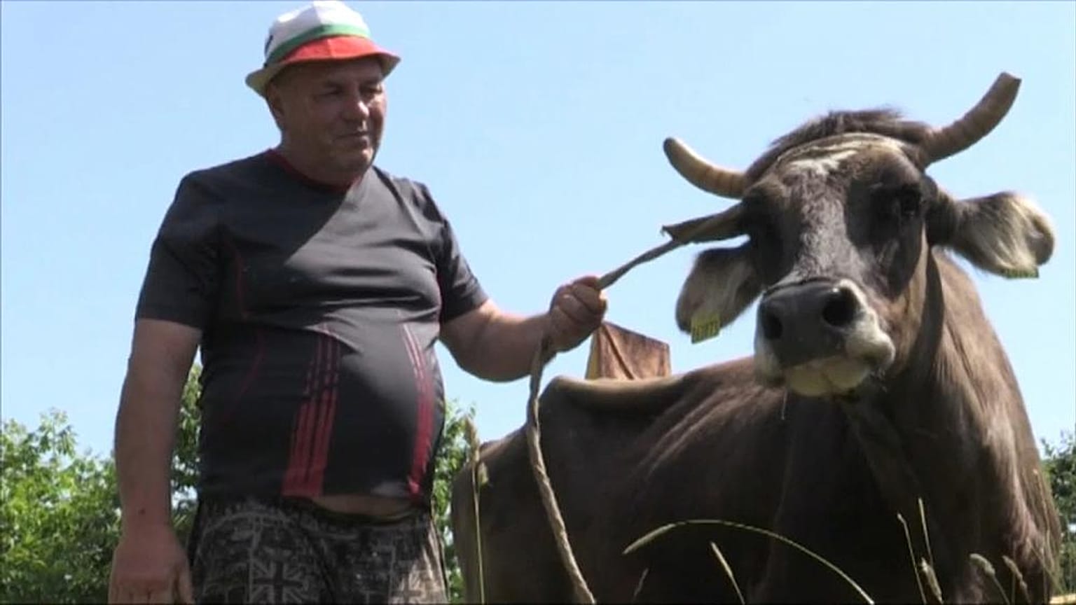 Bulgaristan'da AB sınırlarını ihlal eden ineğe ölüm cezası 