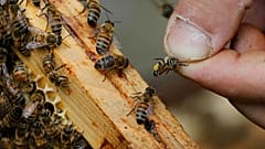 Rekordszámban pusztulnak a méhek Franciaországban