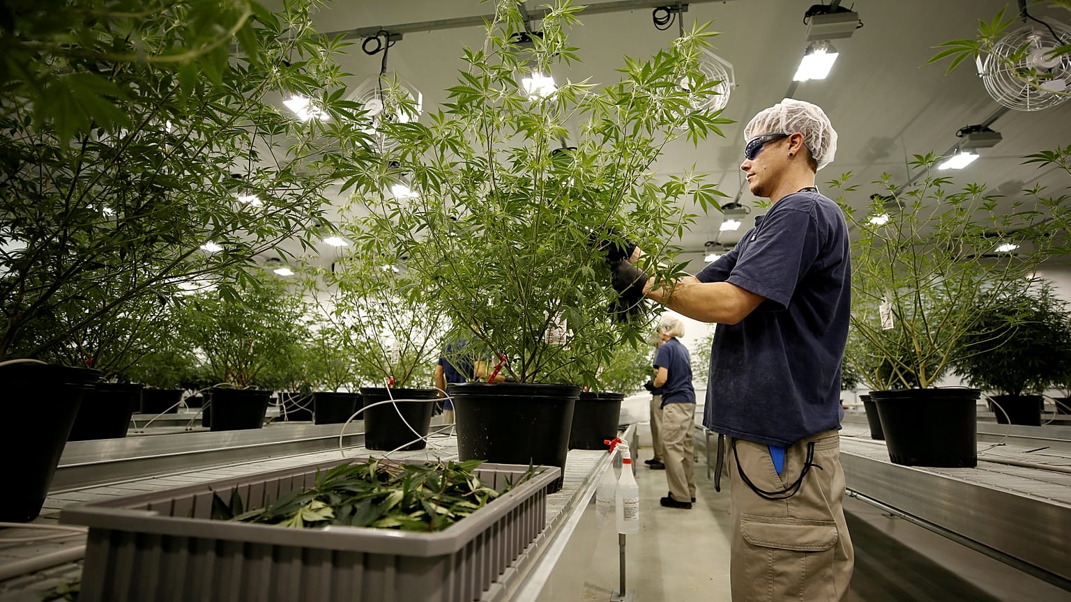 Kanada lehet az első G7-ország, ahol legalizálják a marihuánát