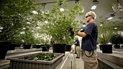 Kanada lehet az első G7-ország, ahol legalizálják a marihuánát
