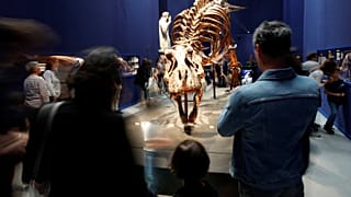 Trix, t-Rex de 67 millions d'années, est exposé à Paris