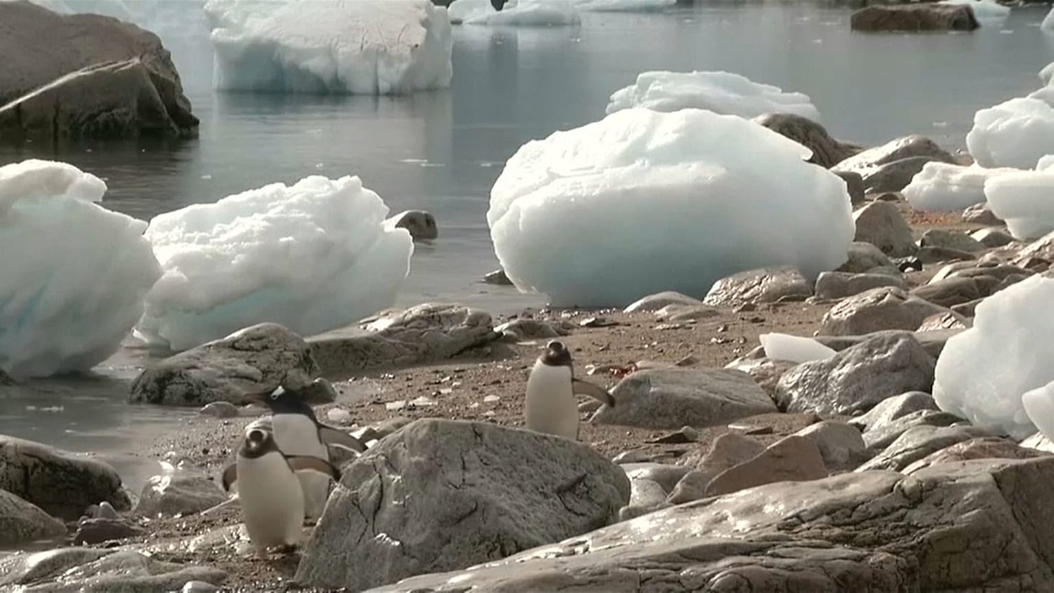 Du plastique jusqu'en Antarctique