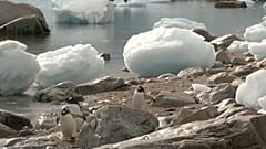 Du plastique jusqu'en Antarctique