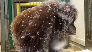 В пух и прах, или обезьянья забава