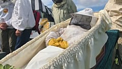 Пчелиный геноцид?