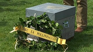 Beekeepers mourn declining bee numbers