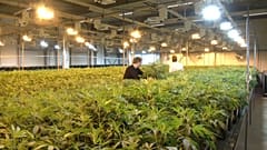 High Times in Kanada: Cannabis bald legal 