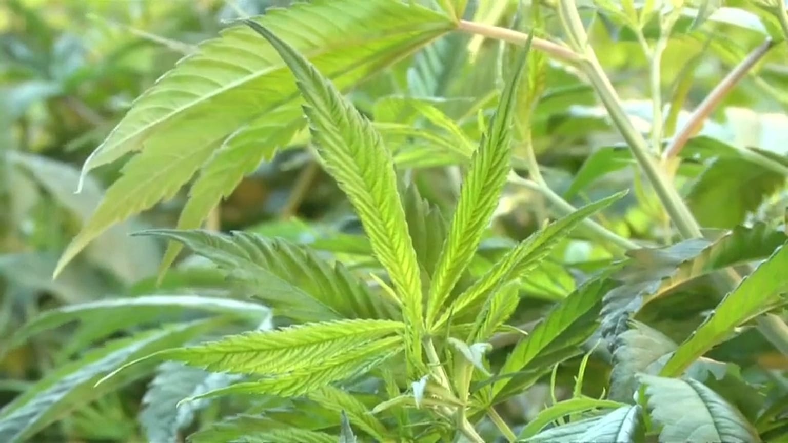 Canadá, cada vez más cerca de legalizar la marihuana