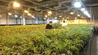 A kanadai szenátus elfogadta, már csak a parlamentnek kell döntenie a kannabisz legalizálásáról