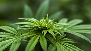 Un pas de plus vers la légalisation du cannabis au Canada