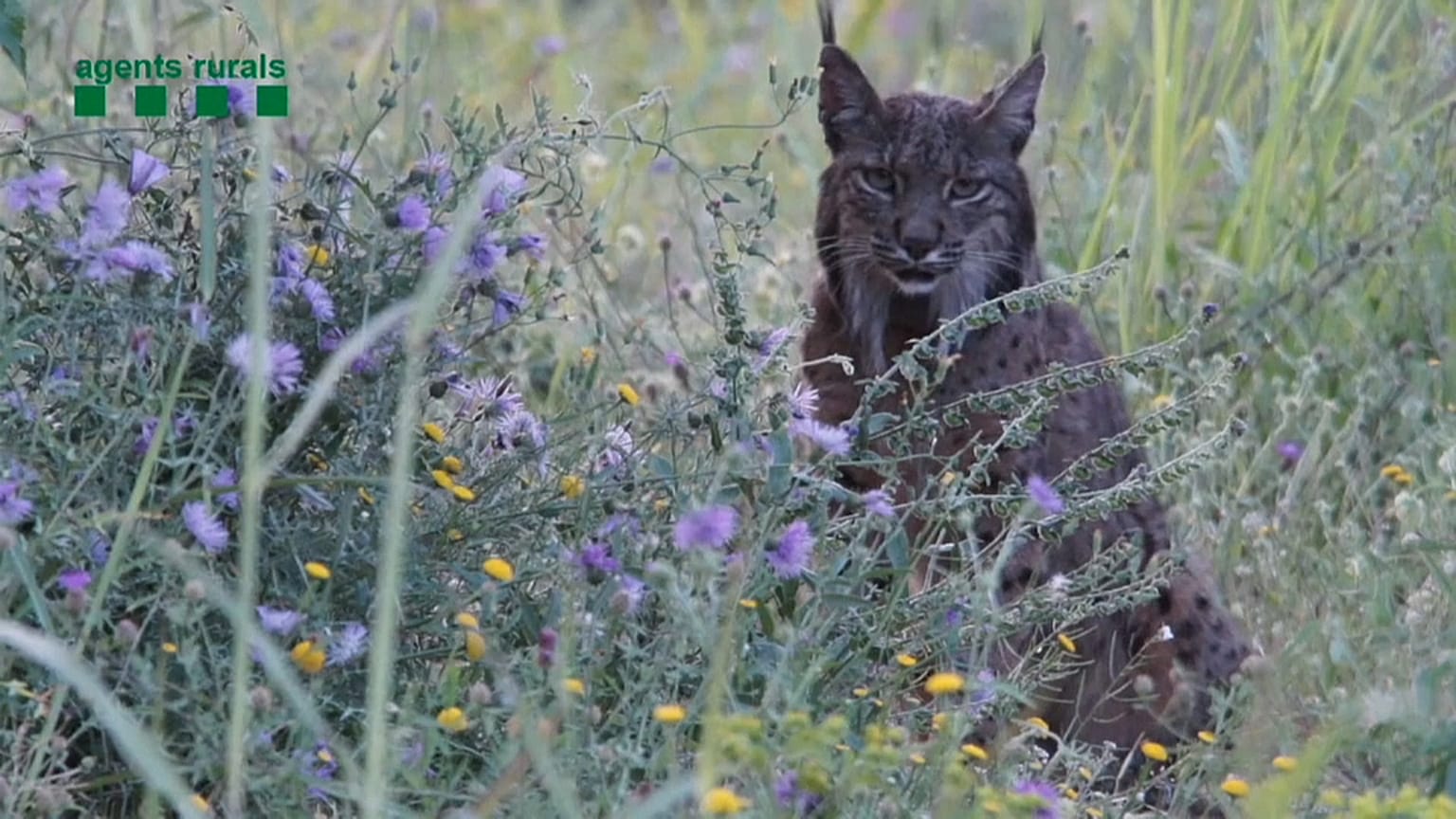Lítio, o lince Ibérico que se passeia pelo território