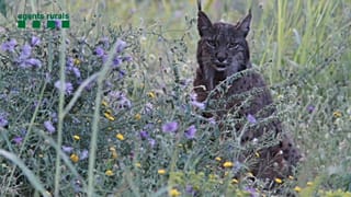 Lítio, o lince Ibérico que se passeia pelo território