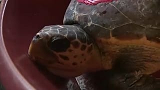Черепахи возвращаются в свою среду обитания