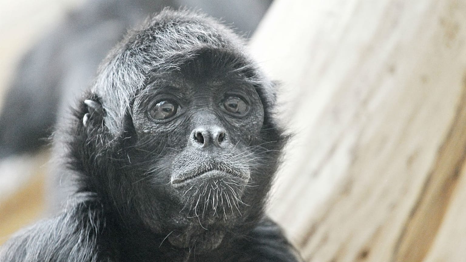 Escaped Belfast Zoo monkey dies after being clipped by a car
