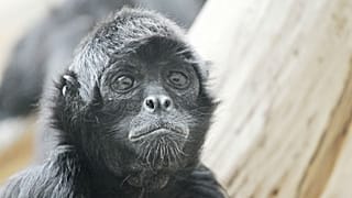 Escaped Belfast Zoo monkey dies after being clipped by a car