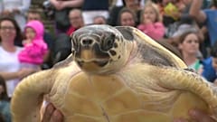 Schildkröten dürfen zurück ins Meer