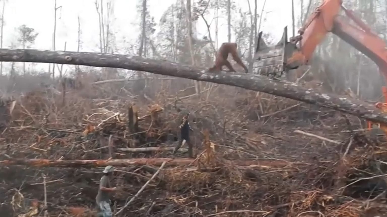 Yaşam alanını savunan orangutan iş makinesine saldırdı 