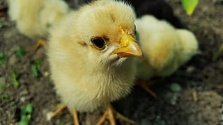 Цыплята "оккупировали" грузинский город