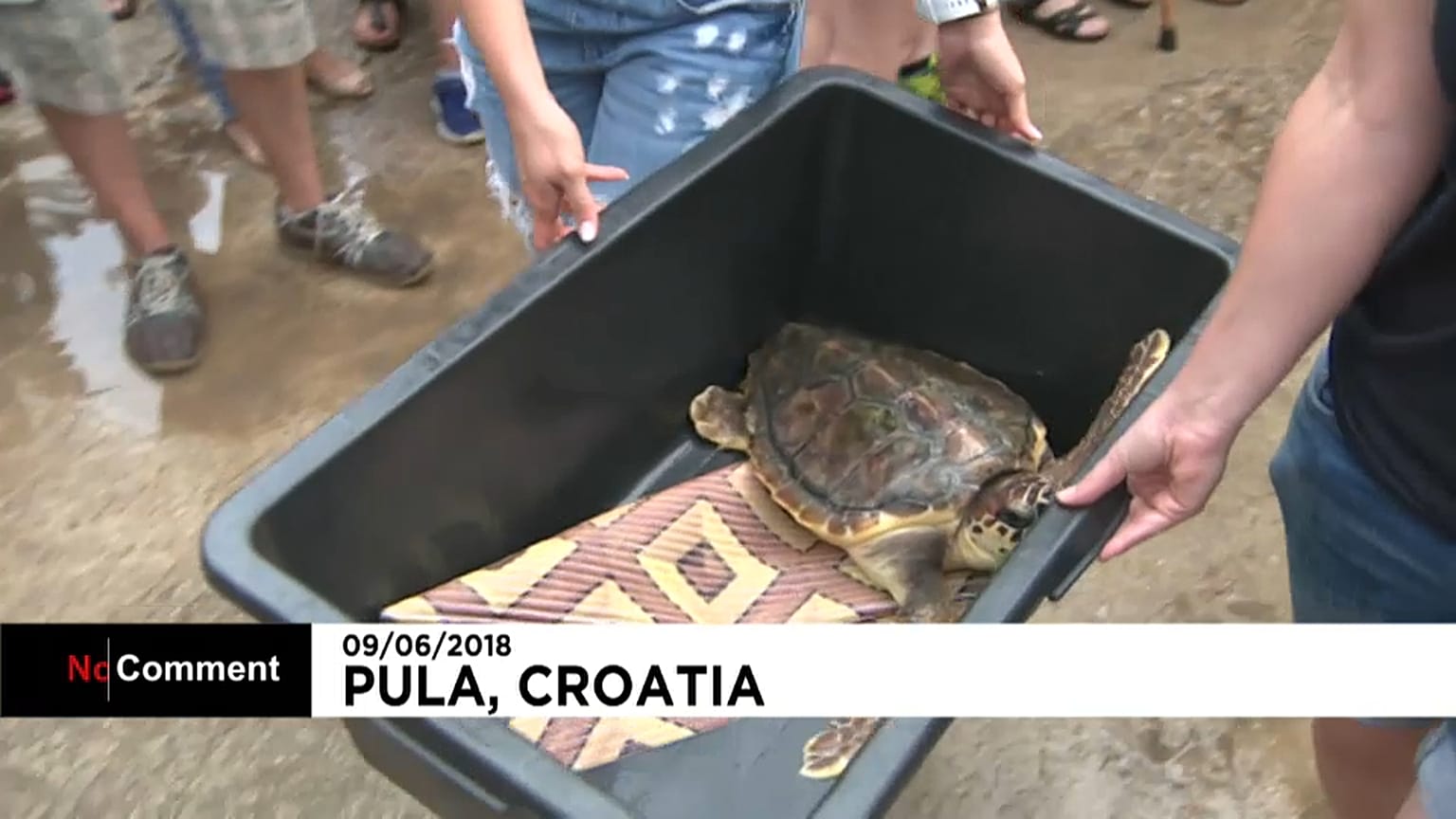 Nouveau lâcher de tortues marines au large de la Croatie