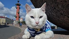 Кот Ахилл надел тельняшку