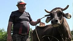 Nem ölik meg az EU-ból kikóborló Penkát, a tehenet 