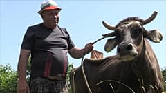 Avrupa'yı karıştıran inek Penka itlaf edilmekten kurtuldu