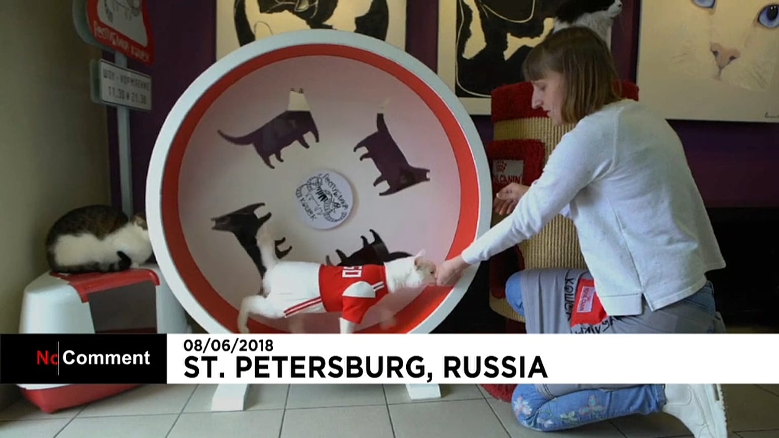 Achille il gatto-sibilla della Russia!