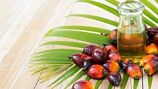 روغن پالم یا نخل چه فواید و چه مضراتی دارد؟