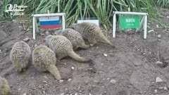 Сурикаты предсказывают России победу в первом матче