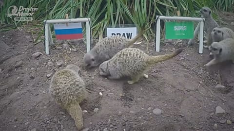 Победу российской сборной обещают сурикаты